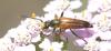 Stenurella bifasciata